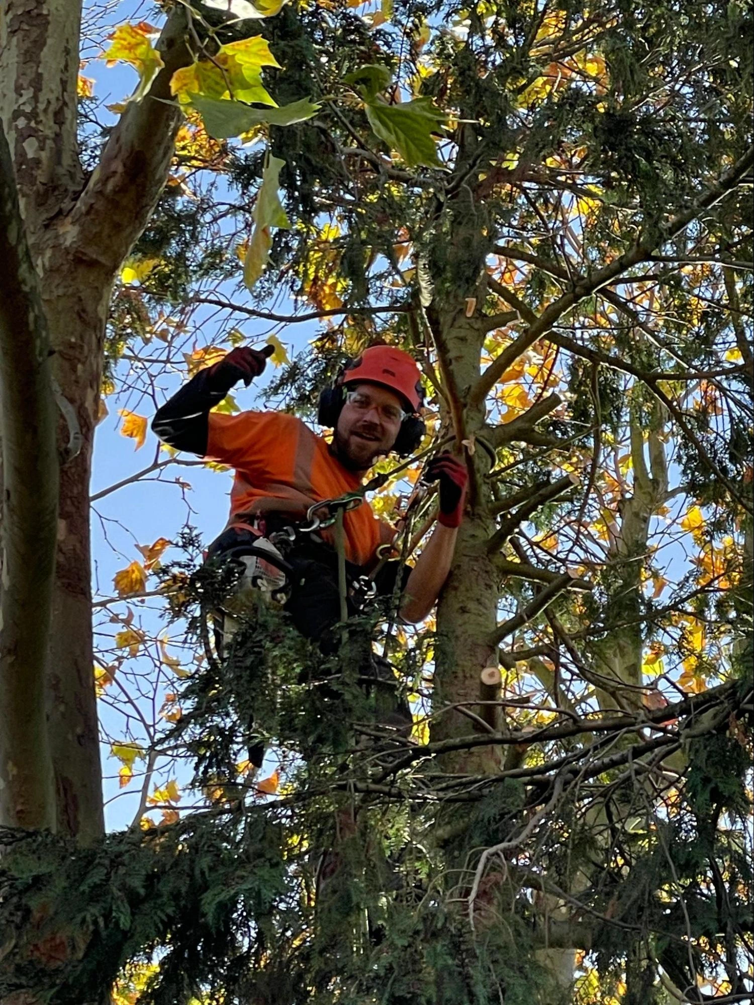 Swanley Tree Care Experts